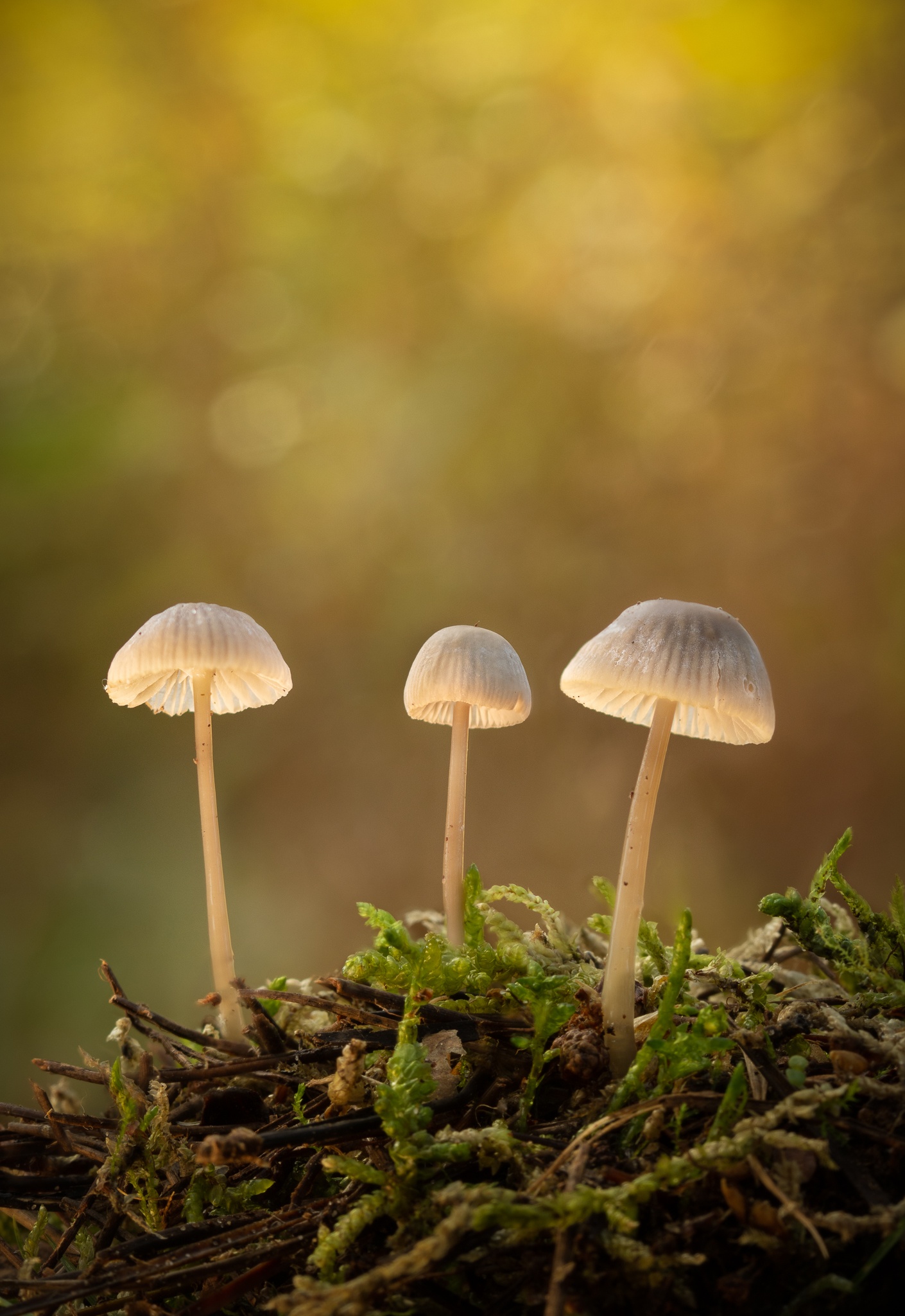 A trio of tiny Mycena in moss and pine needles, with dappled Bokeh in the background.
